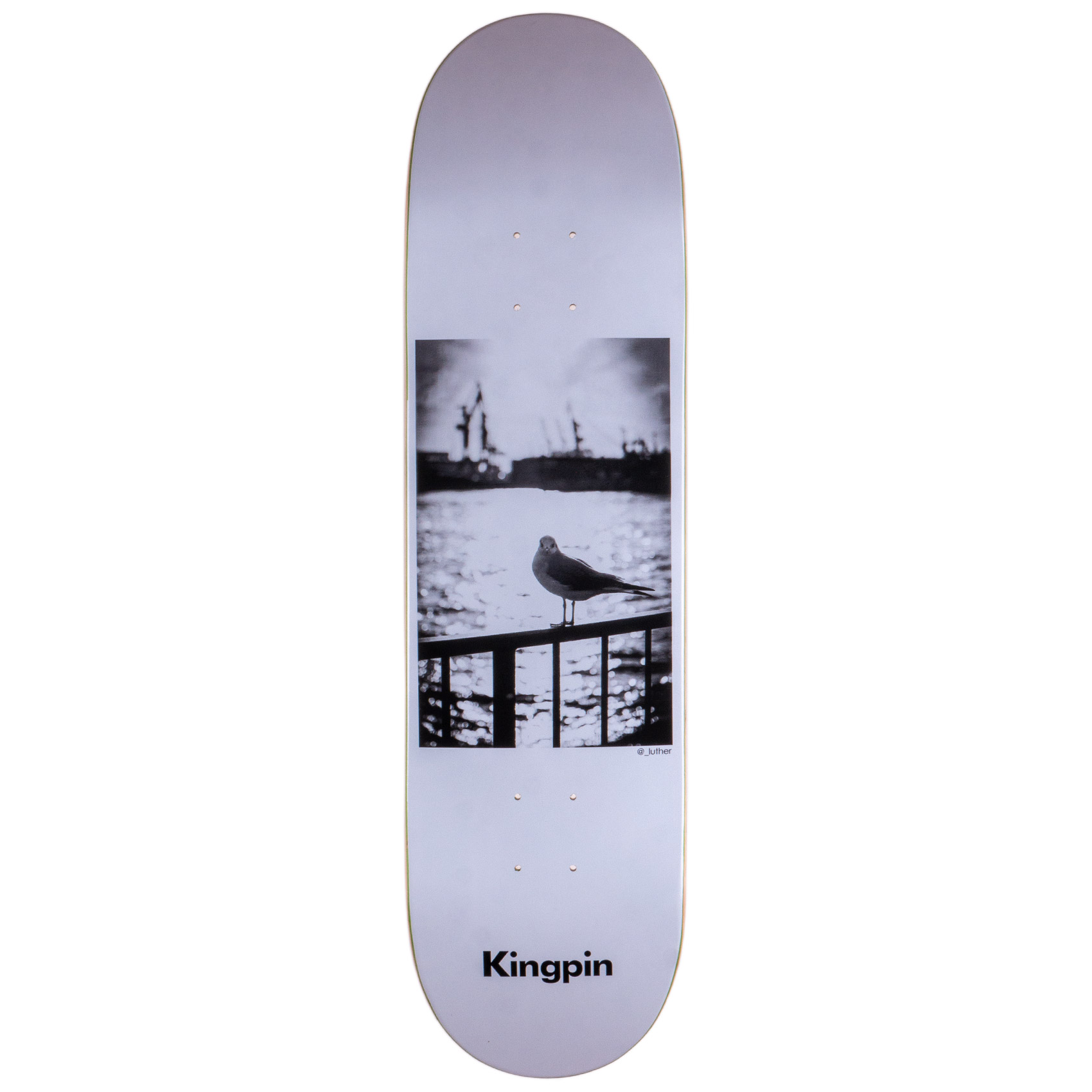 Kingpin Skateboard Deck David Luther Seagull 8.25"